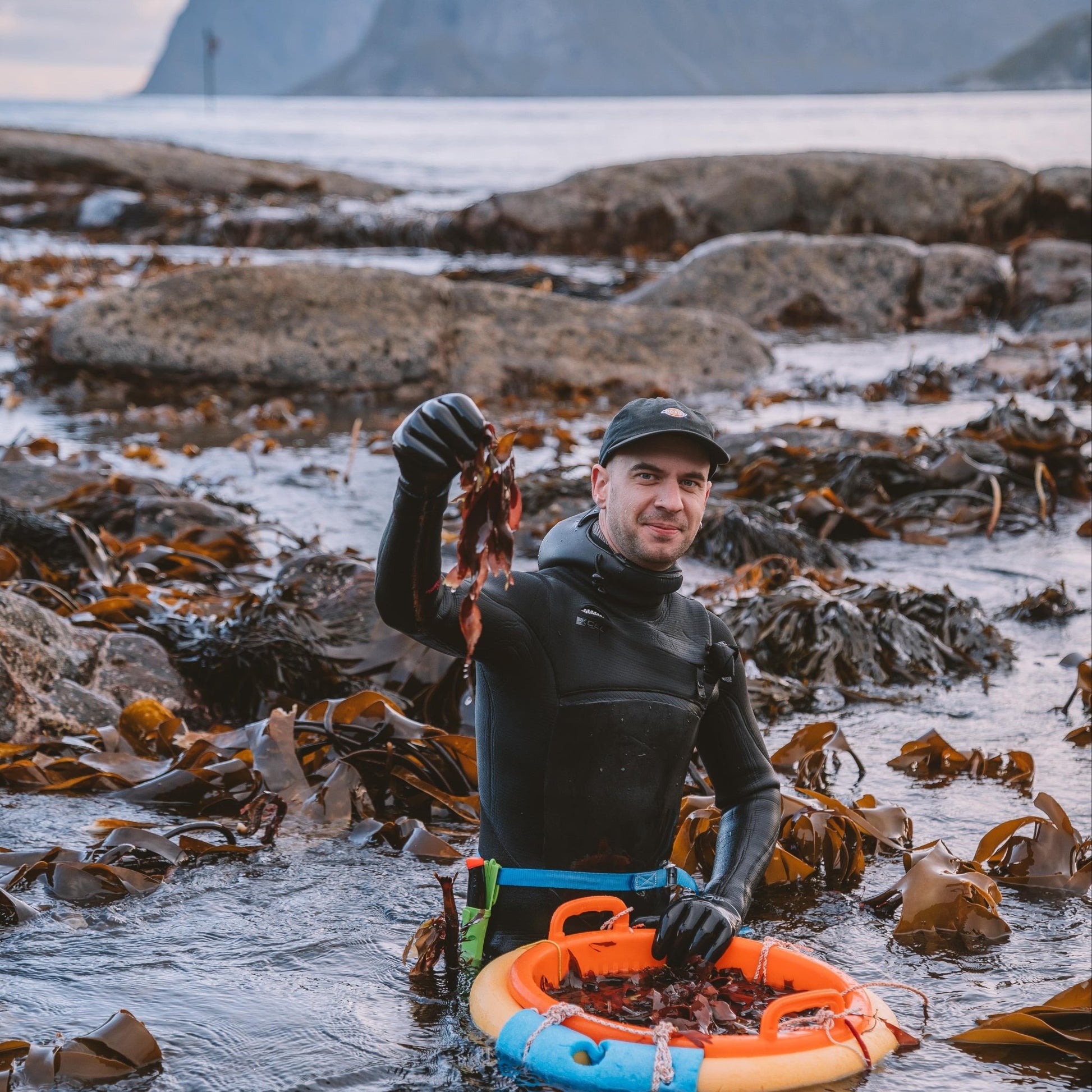 Dulse - Lofoten Seaweed