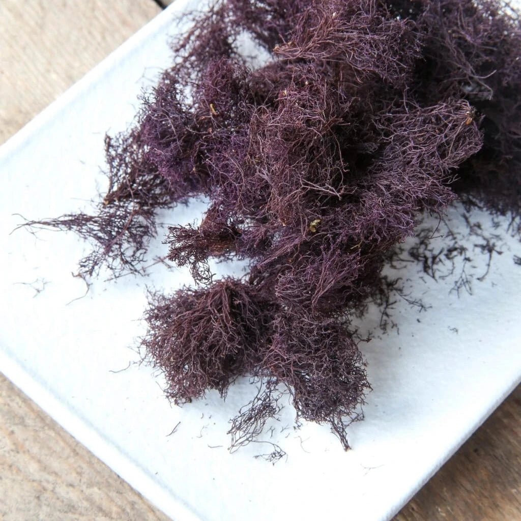 Ocean Truffle - Lofoten Seaweed