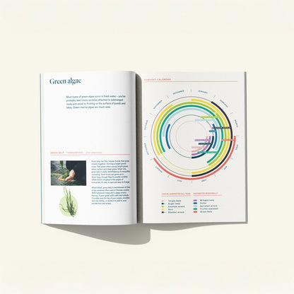 Guide: Pick Your Own Seaweed - Lofoten Seaweed